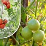 Dvesto gramov a sú zrelé: pestovateľka zeleniny sa podelila o