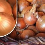 Ako uchovať cibuľu, aby pred letom nevyklíčila: záhradník odhalil jednoduchú