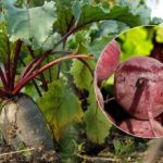 Kedy zbierať červenú repu v roku 2025: sú pomenované dva znaky zrelej zeleniny Kedy zbierať červenú repu v roku 2025: sú pomenované dva