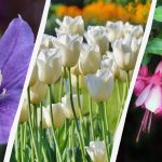 Odborník vymenúva 7 rastlín, ktoré sa oplatí vysadiť v záhrade túto jeseň Odborník vymenúva 7 rastlín, ktoré sa oplatí vysadiť v záhrade