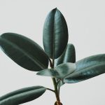 Pestovanie aj v pohári vody: tri spôsoby domáceho rozmnožovania fikusov