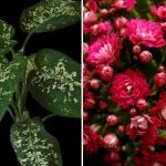 Tri izbové rastliny, ktoré priťahujú škodcov do vášho domova