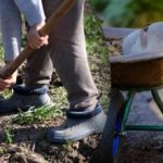 Výsevný kalendár na september 2025: čo robiť v záhrade a na zeleninovej záhrade Výsevný kalendár na september 2025: čo robiť v záhrade a