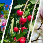 Záhradníci vymenovali 8 stromov, ktoré by sa na jeseň nemali orezávať Záhradníci vymenovali 8 stromov, ktoré by sa na jeseň nemali